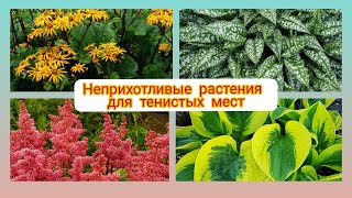 ЧТО ПОСАДИТЬ В ТЕНИ? Многолетние растения для тенистых мест. ЛУЧШИЕ тенелюбивые цветы.