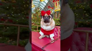 Pug Santa Spreads Smiles! 🎁🐾 Send this to someone you LOVE ❤️ #shorts #pug #dog #christmas