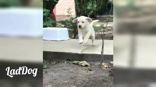 Little pup trips and falls. | LadDog