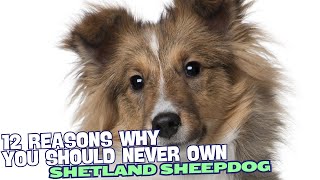 12 Reasons Why You Should Never Own a Shetland Sheepdog 🚫