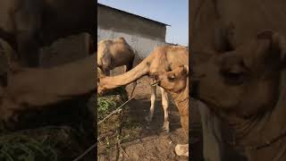 Camels🐫 market