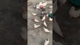 🕊️💯 subscribe #trending #kabutar #shorts #video #ytshorts #pigeon #kabootar