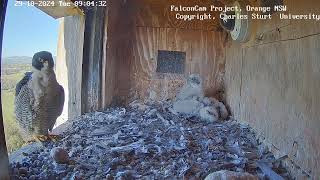 FalconCam Project 29.10.2024 08:54