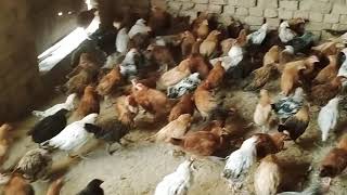 gurmani poultry farmچھوٹاچوزہ دستیاب ھیں