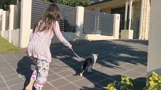 Cat walk took cat for a walk how a cat can walk cat can go for a walk