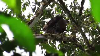 Águila Penachuda | Ornate Hawk-Eagle | Spizaetus ornatus