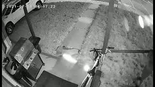 Sexy lady caught on camera #thief #cctv #bicycle #short