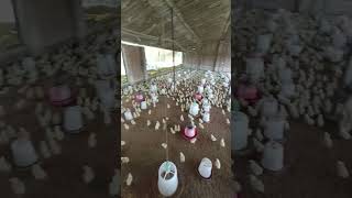 Pouly Chicks business #poultry #farm #farming #farmer #poultrybusiness #ytshort #viral