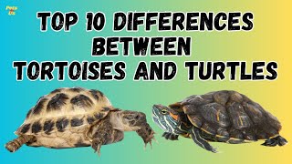 Top 10 Differences Between Tortoises and Turtles | Tortoises vs Turtles | Pets and Us