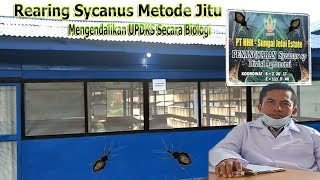 Rearing Sycanus Metode Jitu Mengendalikan Hama UPDKS Scr Biologi By. Bpk Ruben Sihotang~Dep.Head CP