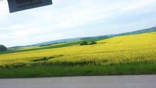 Country side in Sweden europe.. With beautiful mustard fields.. 😍