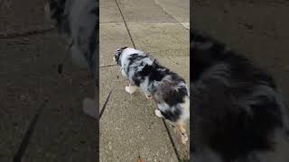 Dini the Aussie, the wiggle is strong today! like and subscribe for more!