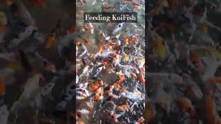 Feeding KoiFish | #fishfeeding #koilovers #koipond #foryou #youtubeshorts #carpfishing #fish