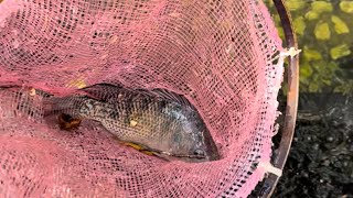 Comimos pescado recién sacado del estanque 😱