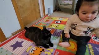 Cat interaction with baby