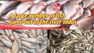 A large number of fish came out of the river Indus/دریائے سندھ سے نکلی ڈھیر ساری مچھلی