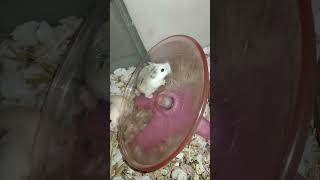 Wonderful and funny Roborovski hamster exercise scenes _ Cute pets (4)