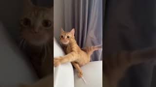 Furry Laughs: Epic Cat Antics Caught on Camera! Funny Cats Compilation 12