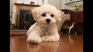 Cute toy Poodle puppy