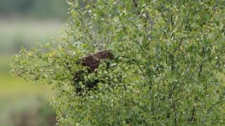 Bee Swarm