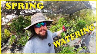 Watering Plants in The Spring