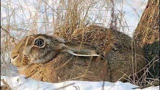 ПОЛЮВАННЯ на зайця 🐰 "адреналін, емоції і влучний постріл" ...👍