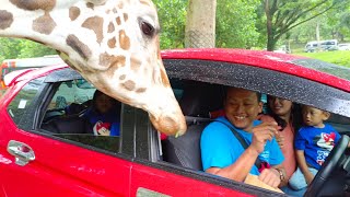 Taman Safari indonesia 2.Prigen Jawa Timur