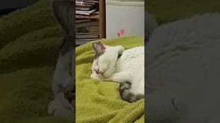 This cat takes a nap - no matter what 🐱 #cat #cutecat