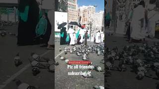 pigeons at masjid Al-Haram |#ytshorts |#shorts |#shortvideo