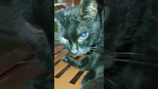 Cat Black #catmeowing #cat #catnoise #catsound #cuteanimal