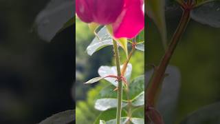 Fantastic Rose flowers || Home Gardening | #flowers #rose #gardening #youtubeshorts #shorts