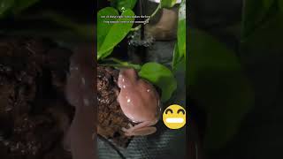 #frog