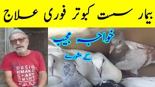 sust kabootar ka ilaj | kabootar ka ilaj | bimar kabootar ka ilaj kaise kare| bimar kabootar ka ilaj