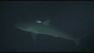 requin soyeux de nuit