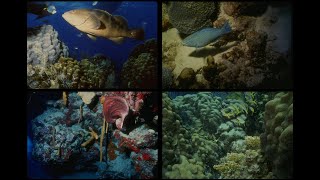 164036 Ocean Life SSTV PD120