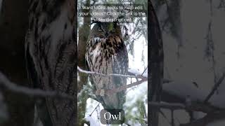 Owl Sound Effect. Free Copyright SOUND EFFECTS | SoundME #shorts