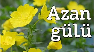 Azan gülü / Azan gulunun acmasi