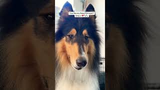 The Graceful Beauty of a Rough Collie 🐾✨ #doggroominglife #beforeandafter #dog #dogsofyoutube