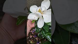 Magnolia Grandiflora, Sorte   LITTLE GEM Первый цветок 30.06.24