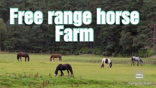 free range Horse farm | horses videos | horse farm | horse video | US horse farming |