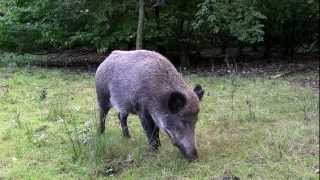 Wildsau beim Grasen beobachtet.