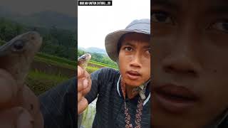 Animals. Niat Mancing Belut malah Ketemu ular cobra