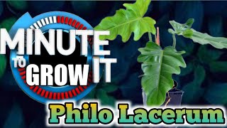 How to Propagate Philodendron Lacerum in One Minute ⏱️