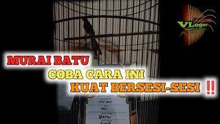 MURAI BATU MAU NAIK BERAPA SEASON ⁉️ SEMUA ADA ADA RESIKONYA