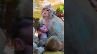 Ep385. Adorable Monkey Has the Cutest Reaction to Meeting a New Friend