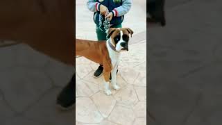 Boxer dog is always near to my life#dog #boxerdog #shorts #aggressive #doglover #subscribe