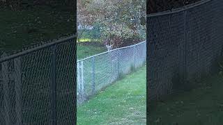 6 Point Michigan Whitetail Jumping The Fence