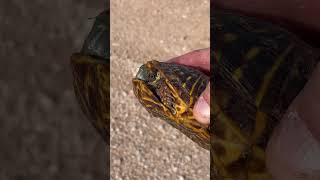 Oilfield box turtle super pretty