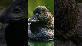 Musk Duck 😱 #birds #shorts #short #animals #shortvideo #explore