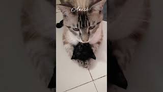 look how a father cat plays🤭😲لعب القط الاب#shorts